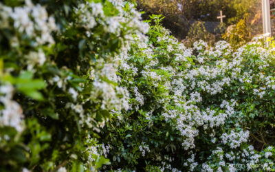 Wall of Flowers