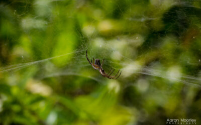 Chillin’ on a Web